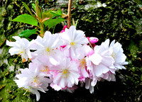 Spring 2009