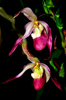 Paphiopedilum