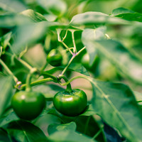 Capsicum Annuum Cherry Bomb