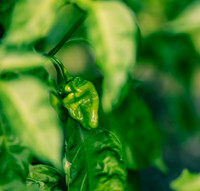 Capsicum Chinense Chichen Itza
