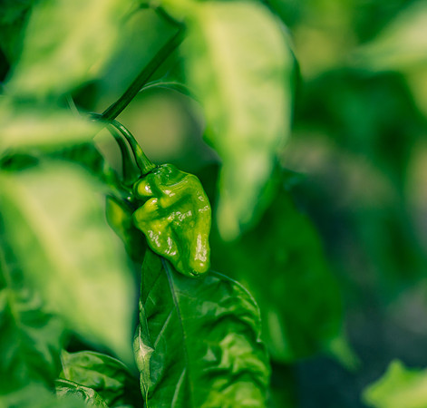 Capsicum Chinense Chichen Itza