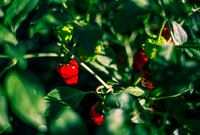 Capsicum Annuum Hinkelhatz