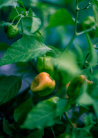 Capsicum Annuum NuMex Suave Red