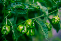 Capsicum Chinense Habanero