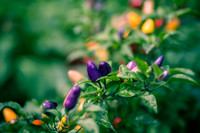 Capsicum Annuum Chinese Five Color