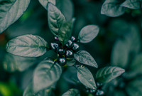 Capsicum Annuum Black Pearl