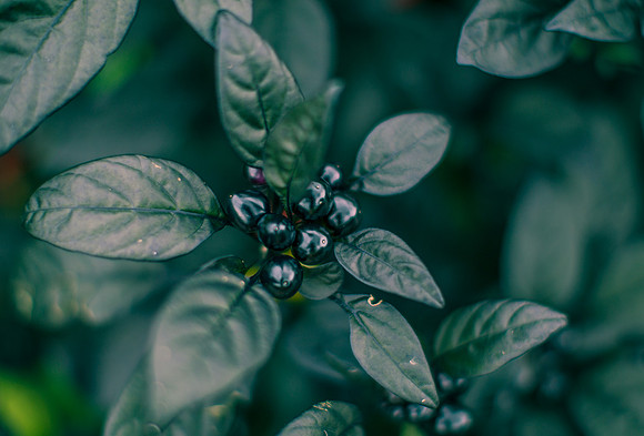 Capsicum Annuum Black Pearl