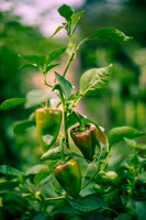 Capsicum Chinense White Habanero