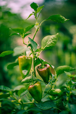Capsicum Chinense White Habanero