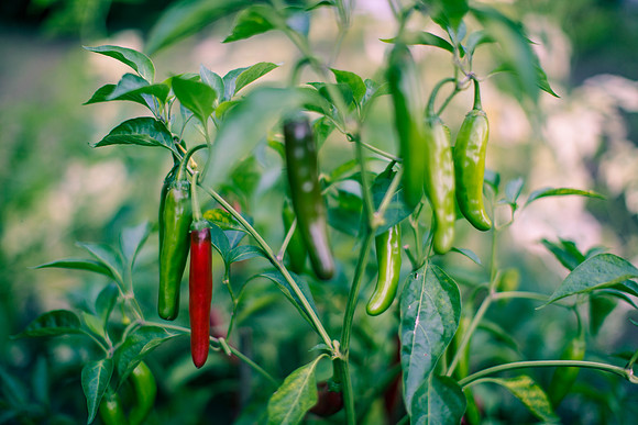 Capsicum Annuum Kori Sitakame