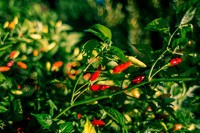 Capsicum Frutescens Tabasco