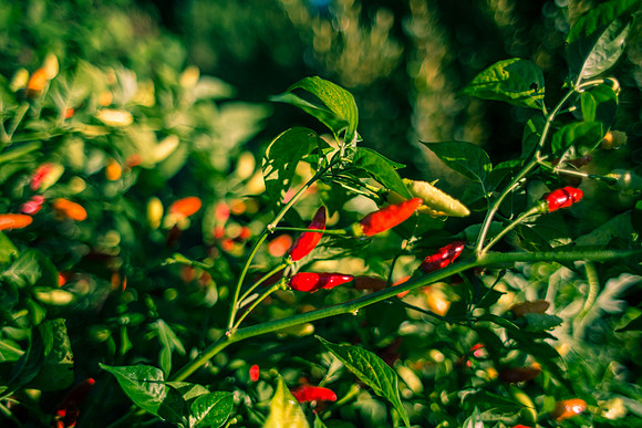 Capsicum Frutescens Tabasco