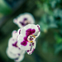 Orchids Reign
