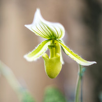 Lady Slipper