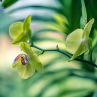 Phalaenopsis