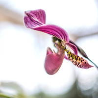 Lady Slipper