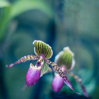 Lady Slipper