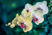 Phalaenopsis