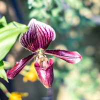 Lady Slipper