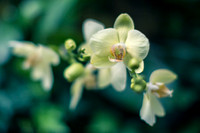 Phalaenopsis