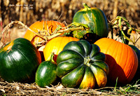 Jumbos Pumpkin Patch