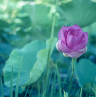 Lotus on Kodak 160VC