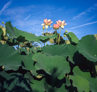 Lotus on Fuji RDPIII