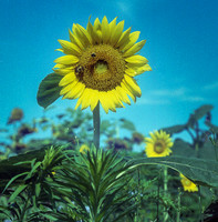 Sunflowers on Analog