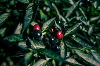 Capsicum Frutescens Peruvian Purple
