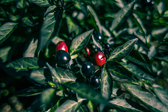 Capsicum Frutescens Peruvian Purple
