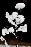 Snow Flowers