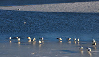 Seagulls