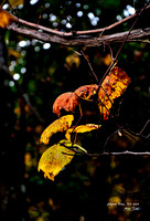 Autumn Leaves