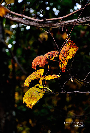 Autumn Leaves
