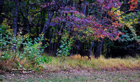 Skyline Drive
