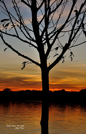 Sunset on Tidal Basin