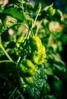 Capsicum Chinense Habanero