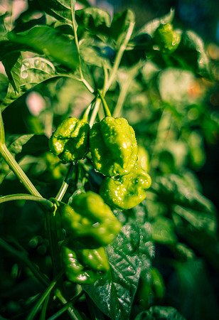 Capsicum Chinense Habanero