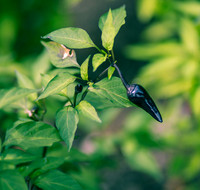 Capsicum Annuum Purple Serrano