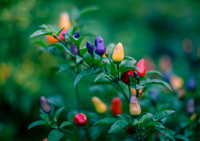 Capsicum Annuum Chinese Five Color