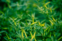 Capsicum Annuum Orange Thai