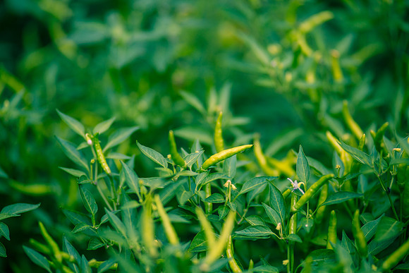 Capsicum Annuum Orange Thai