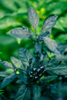 Capsicum Annuum Black Pearl