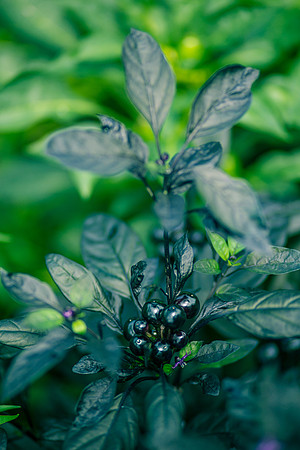 Capsicum Annuum Black Pearl