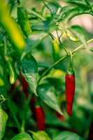 Capsicum Annuum Onza
