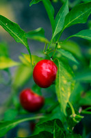Capsicum Annuum Cherry Bomb