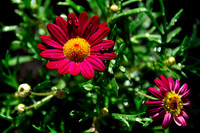 Argyranthemum