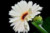 White Gerber Daisy