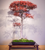 Fall Bonsai