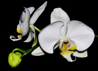 White Phalenopsis